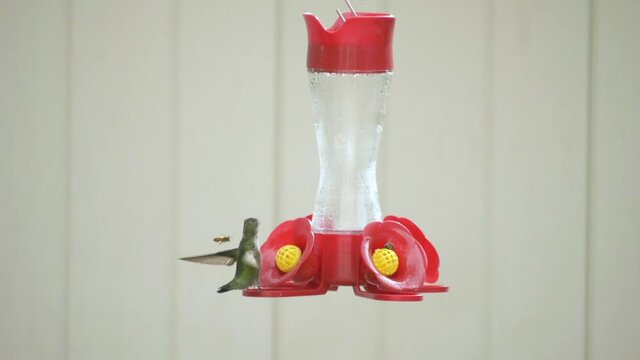 Ana's Hummingbird Chased Off Bird Feeder by a Bee. Slow motion.
