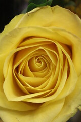 Fototapeta premium yellow rose closeup