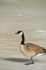 Canada Goose (branta canadensis) on Ice