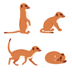 Cute Meerkat in different poses. Animal set. Vector isolated on white background.