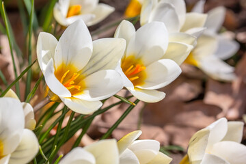 Beautiful crocus flowers, springtime natural outdoor background