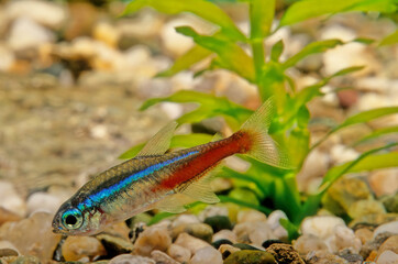 Neon tetra