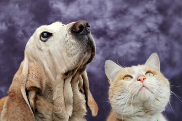 Basset hound and red cat on a colored background - 421086586