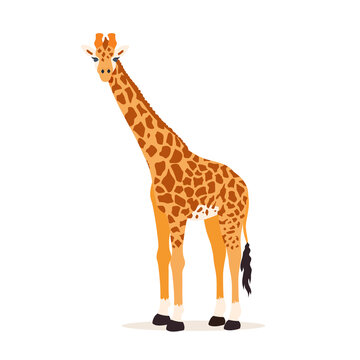 Giraffe illustration isolated on white background