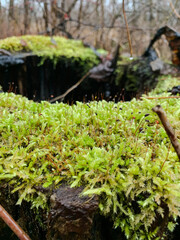moss on the tree