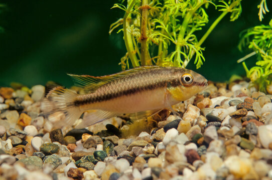 Pelvicachromis pulcher