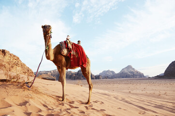 Jordan, Wadi Rum Desert: Camels standing on the sand with mountains landscape in the background