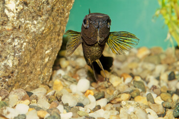 Sailfin molly, black Molly