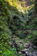 View of tropical jungle