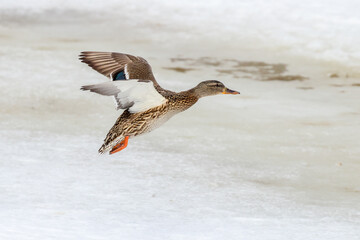 mallard flies