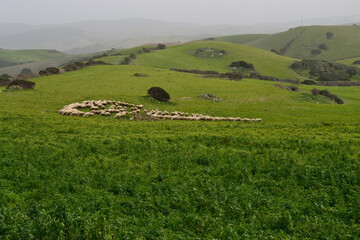 I pascoli della campagna della Nurra © Rodolfo