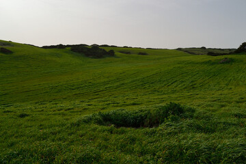 Obraz premium I pascoli della campagna della Nurra