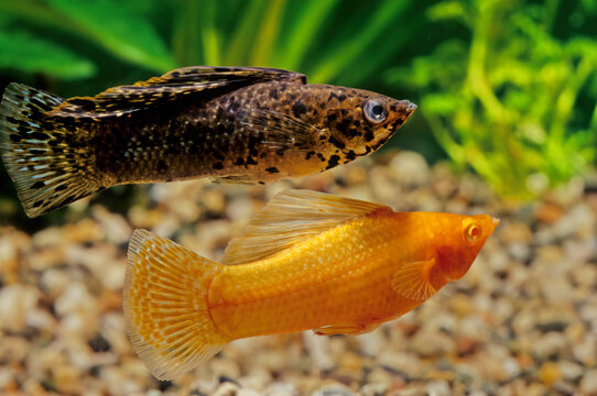 Molly sale fish images