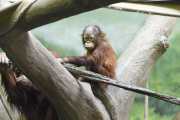 baby orangutan at Utah's Hogle Zoo