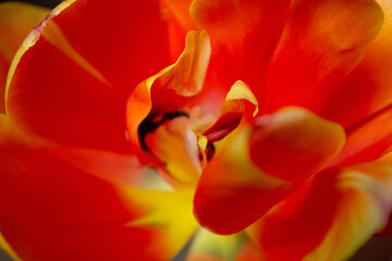Fototapeta na wymiar red and yellow tulip