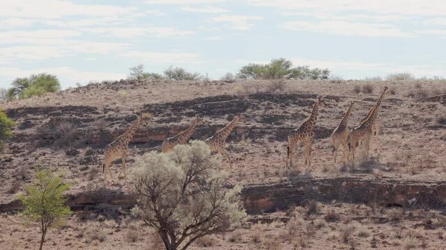 Seven giraffes walking gracefully up the red dune on a sunny day in Kalahari Desert, Upington, South Africa.
