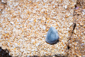 Macro closeup of Marineland River to Sea Preserve shelly limestone rock formation with blue...