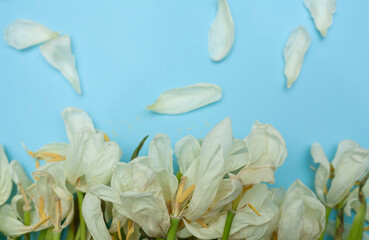 Dried white tulips on a blue background. Withered flowers