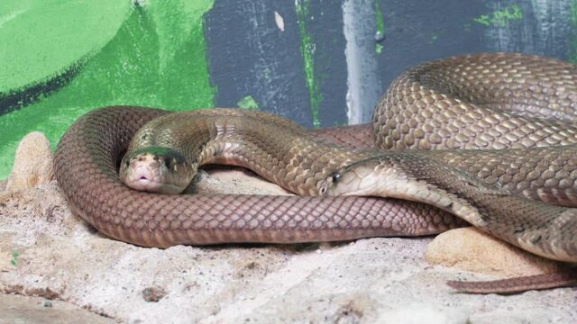 Pair Of Snakes In The Zoo - close up