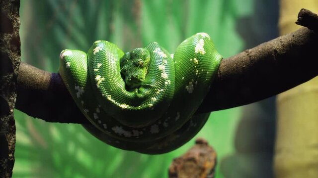Green Snake Curled Up On A Branch In The Zoo - close up