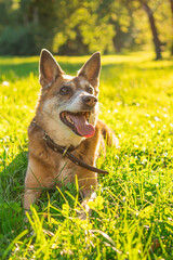 Happy mongrel dog sitting in green grass in park on sunny day in summer. Beautiful portrait of smiling pet in sunset.