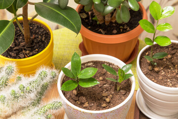Different house plants in pots. Young little plant zamiokulkas close up. Growing indoor home plants