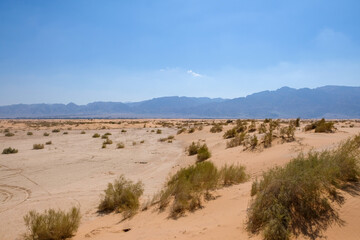 Sand dunes in desert with small shrubs under blue sky background.