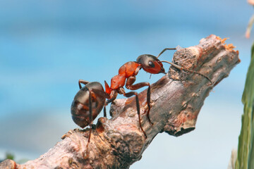 An ant sits on a small stump against a blue sky. In relation to the ant, even a very small twig...
