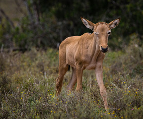 Red Hartebeest (Alcelaphus buselaphus caama) or (A.caama) juvenile young baby antelope portrait with one eye shut as if winking 
