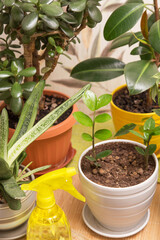 Different houseplants. Young little plant zamiokulkas in pot close up. Growing indoor homeplants