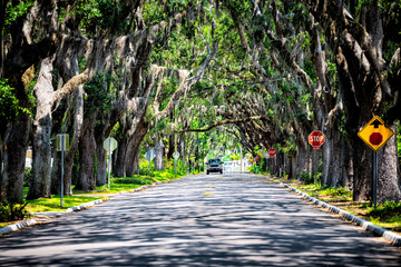 Famous Magnolia avenue street road shadows with live oak trees canopy and hanging Spanish moss in St. Augustine, Florida with car on summer sunny day - obrazy, fototapety, plakaty