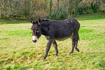 Fototapeta premium Donkey portrait
