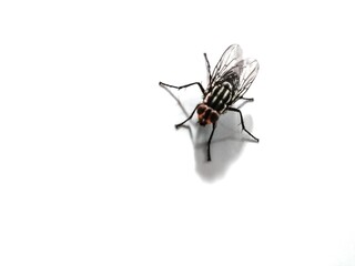 Fly