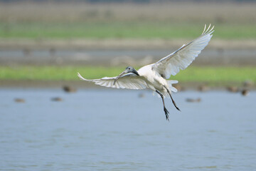 Black Headed Ibis Bird Is Flying Over The Lake