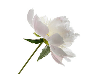 Naklejka na ściany i meble Delicate pink peony flower isolated on white background.