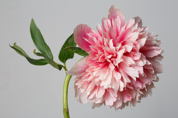 Gently pink peony flower isolated on gray background.