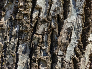 Bark of a tree, natural textures
