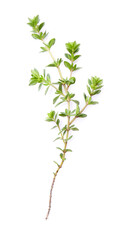 Thyme twig on white background