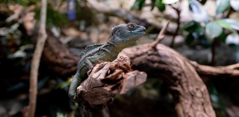 Chameleon 