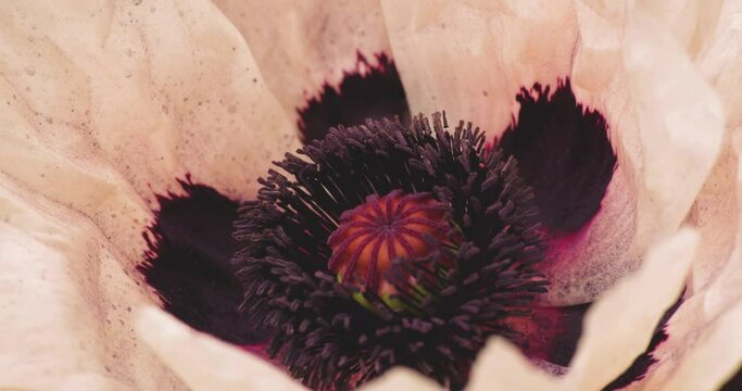 Mohnbl&uuml;te
