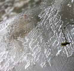 Ice crystals like a tree leaf are thin and brittle