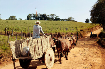 Carro de boi em zona rural no município de São Pedro da União .