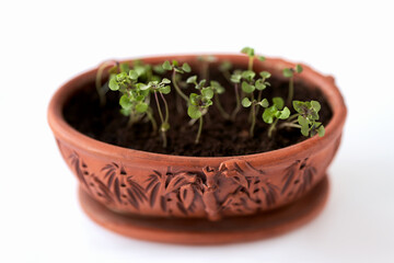  Top view of micro-greens grown in a ceramic container. Selective focus.