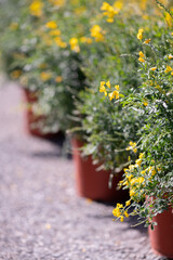 Springtime flowering plants - Genisteae in pots, for sale