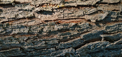 Tree natural texture