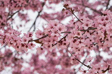 Blossoming cherry plum pink flowers
