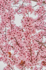Blossoming cherry plum pink flowers