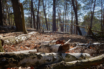 baumstamm im wald, bunt gefärbt; baum abgeholzt