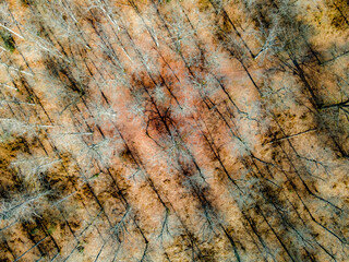 Aerial view of the forest of Touraine in winter, Loire Valley, France