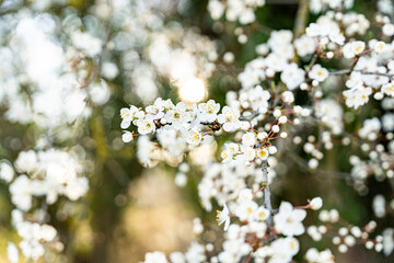 Flowers at the beginning of spring time